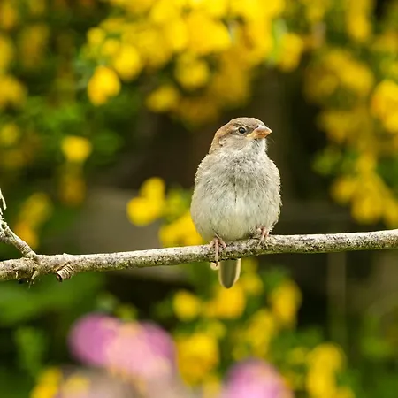 The Drey Inchberry Apartment Lentran (Highland)