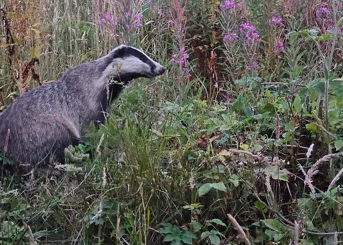 The Drey Inchberry Lägenhet