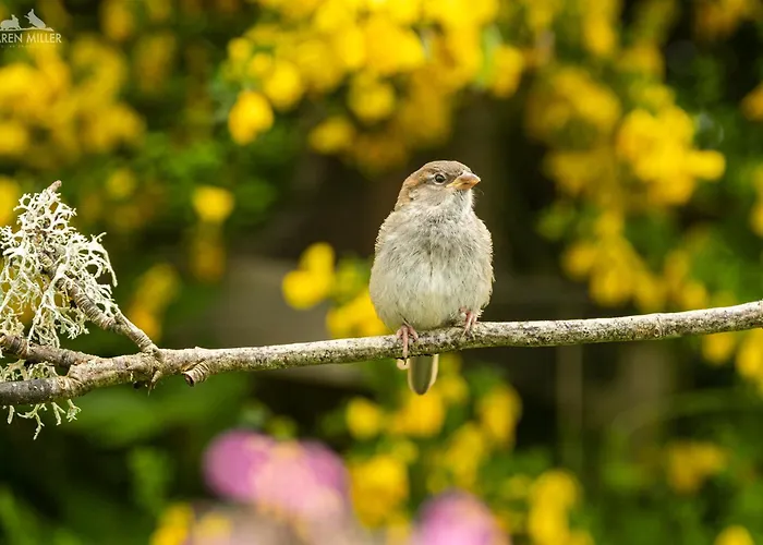 The Drey Inchberry Lägenhet Lentran (Highland)